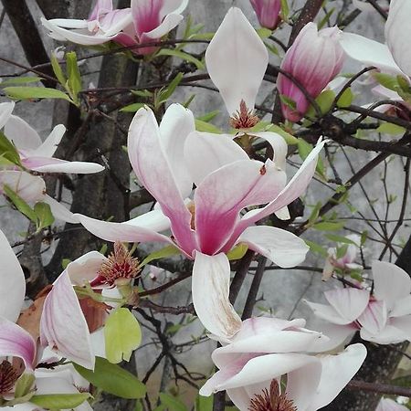 La Magnolia Appartamento Cascina Extérieur photo